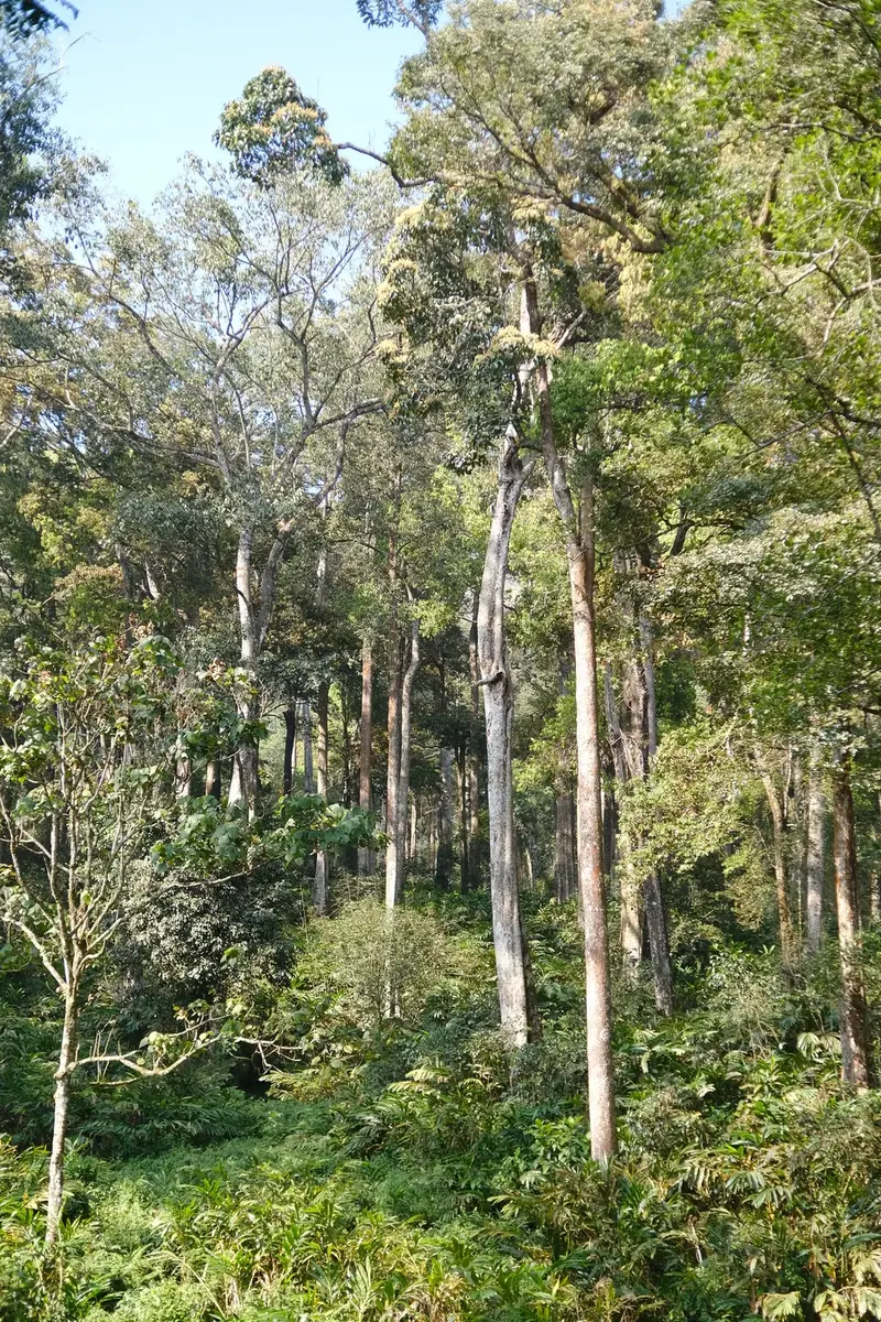 Bird Watching in Munnar